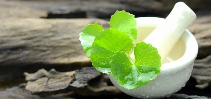 Brahmi biológico em pó