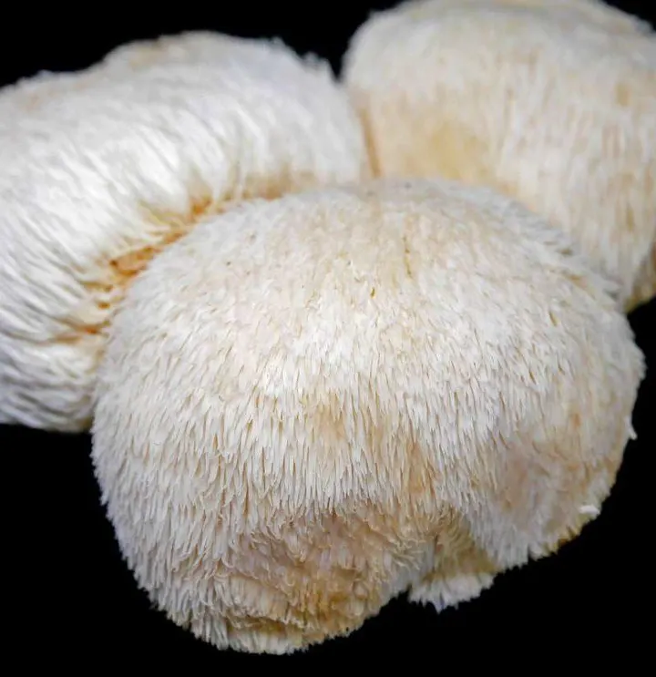 Cogumelo Lions Mane em pó