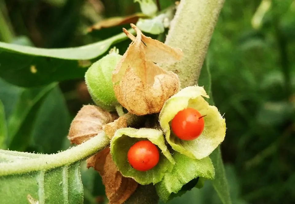 Ashwagandha biológica em pó