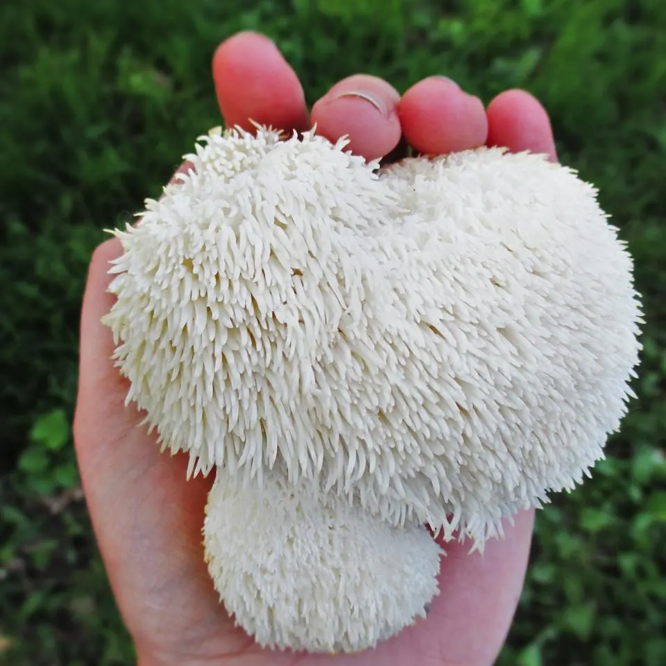 Cogumelo Lions Mane em pó