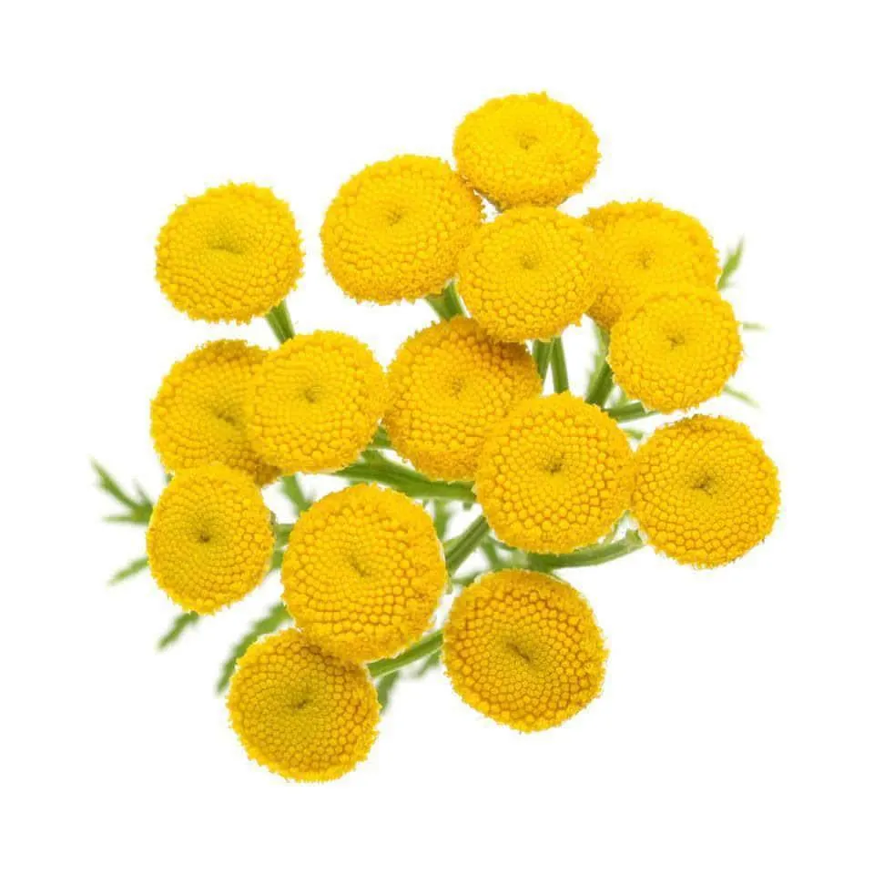 Óleo Essencial Blue Tansy
